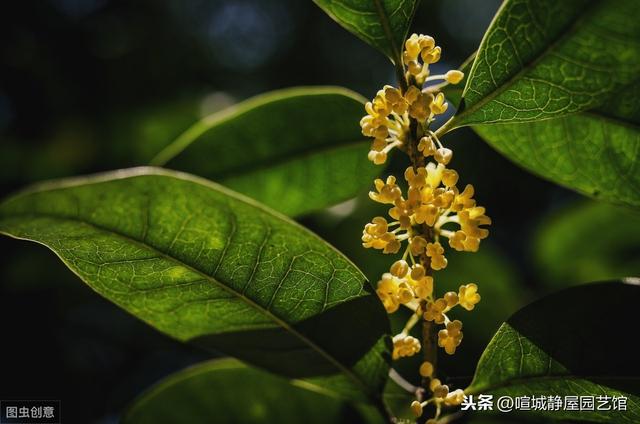 北方桂花树种植技术