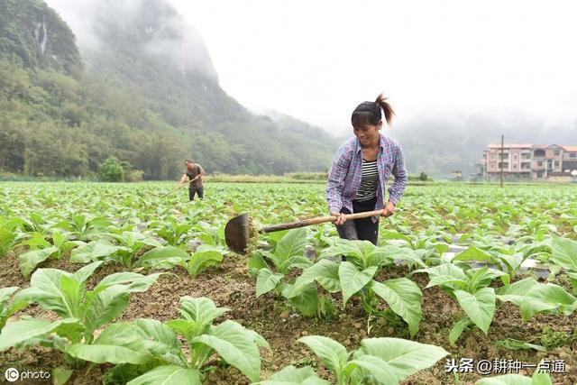 几种除草剂对烟田杂草的防除效果5