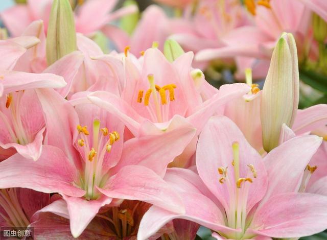 百合花语 百合花语（葵百合花语） 生活