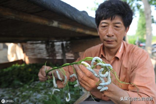 养蚕在大蚕期为何容易出现僵蚕、脓蚕？七个注意事项需落实到位2