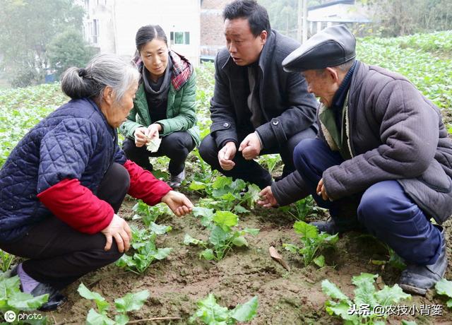 蓟马防治不当会降低作物的产量品质！学会这些蓟马防治不犯愁4