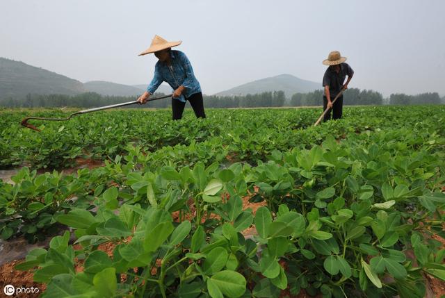 农民种花生，花生发生黄叶病怎么办？需要喷晒什么药物来防治4