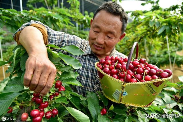 冬季果菜专用膨大素配方，果实长得又大又好看3