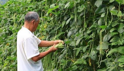 农民种豆角想增产，如何合理选用生长调节剂？你知道吗？