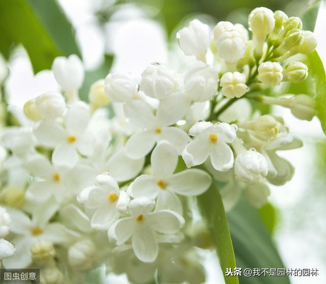 暴马丁香 暴马丁香（暴马丁香桑黄） 生活