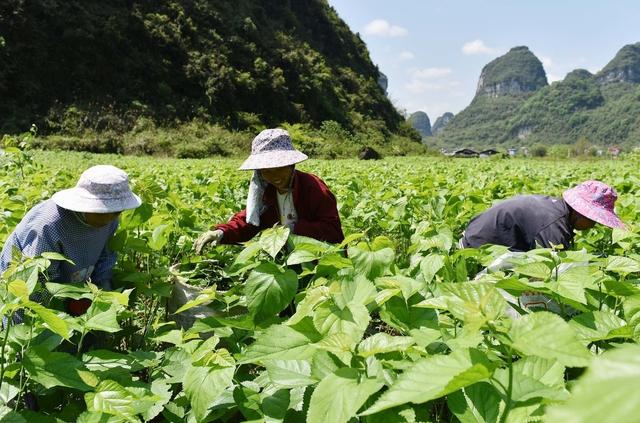 桑树怎么施肥才能提高产量？一年要施肥几次？掌握这3点你就懂了2