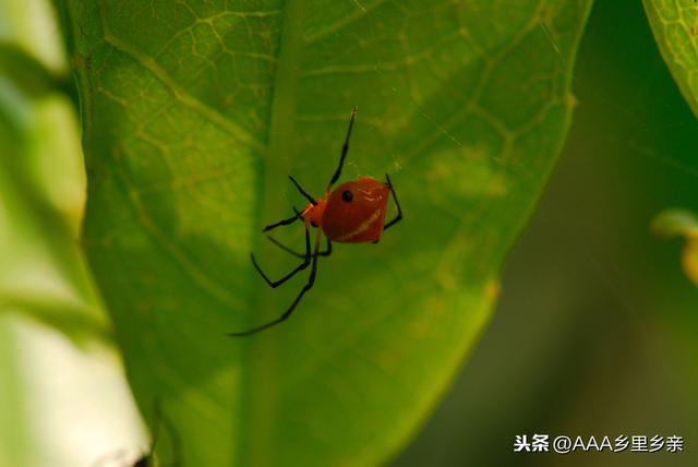 红蜘蛛：最有效杀螨剂——联苯肼酯