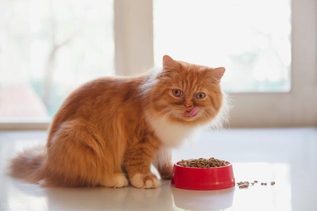 成猫是几个月龄(猫咪四个月相当于多大)