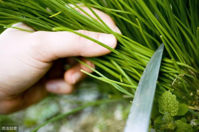 种植韭菜出现发黄和干尖现象，该如何防治？