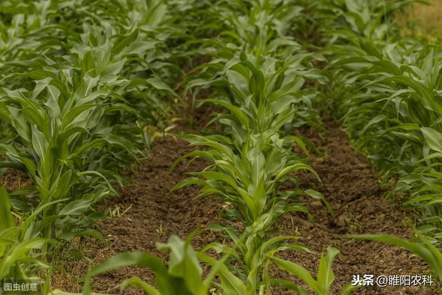 推荐一个玉米除草剂的安全剂，玉米田除草更干净，玉米更安全