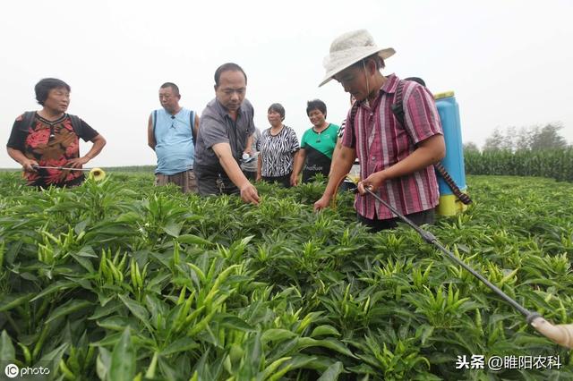 枯萎病难治，是你防治方法不对，这样防治，既轻松效果又好4