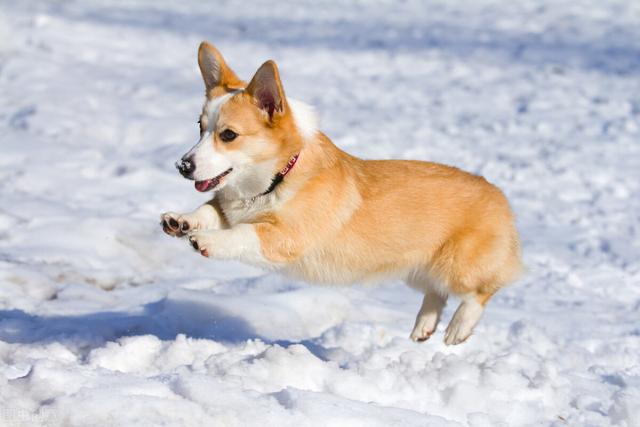 柯基犬图片