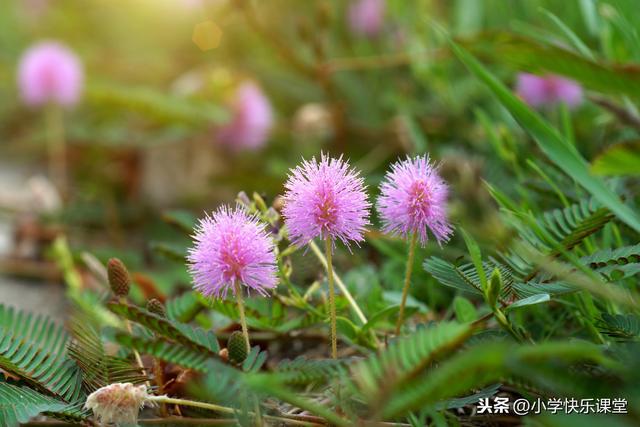 含羞草的外形特点