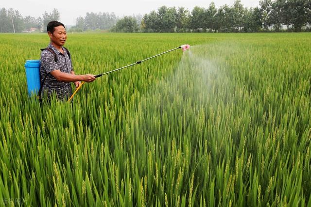 水稻比较关键的几遍药是什么时间？如何判断最佳打药时间？2