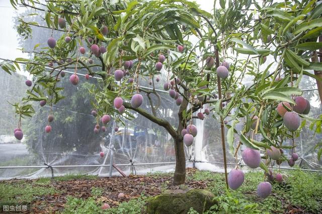 芒果高产无公害栽培技术，掌握科学知识要点，提高农民增收增产9