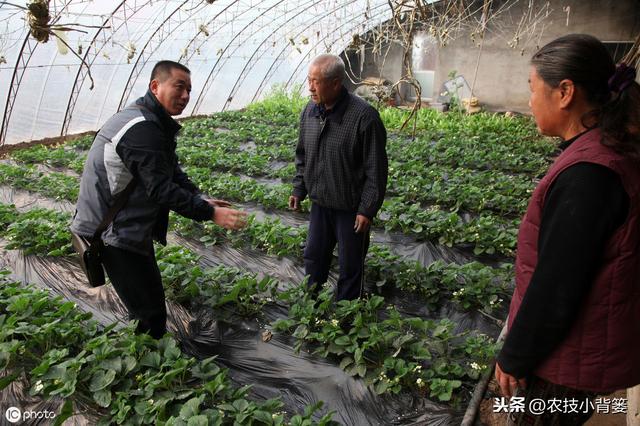 八九月份定植草莓刚刚好，这样栽种管理，缓苗成活率高不少4