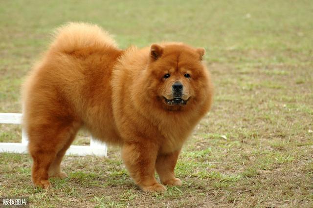 纯种松狮