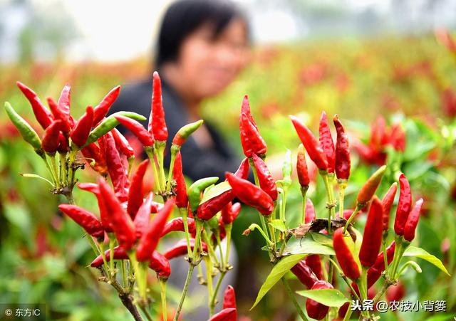 辣椒开花坐果困难、经常落花落果的原因有哪些？有哪些防治方法？6