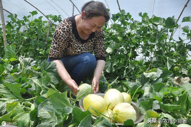 甜瓜缺硼危害大！这些甜瓜缺硼的原因和防治方法，你都知道吗？6