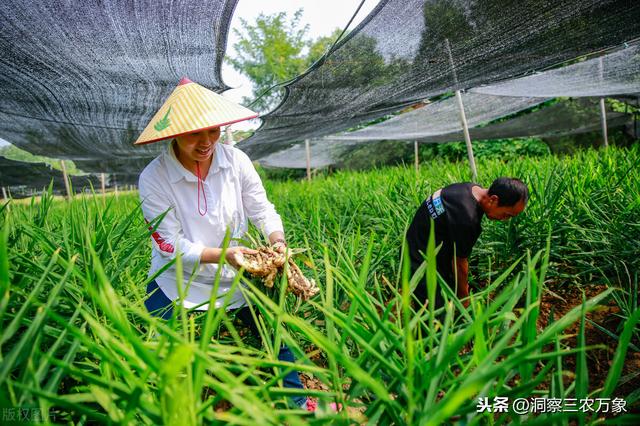 生姜叶子发黄怎么办？分清这4种发黄原因，对症用“药”去除黄叶2