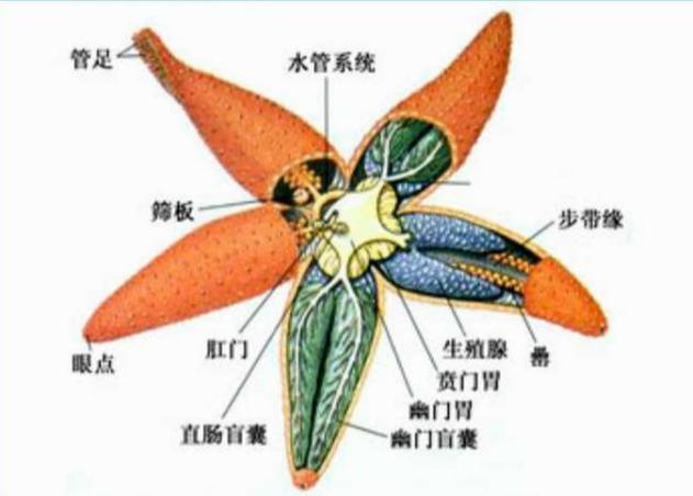 海星是什么动物