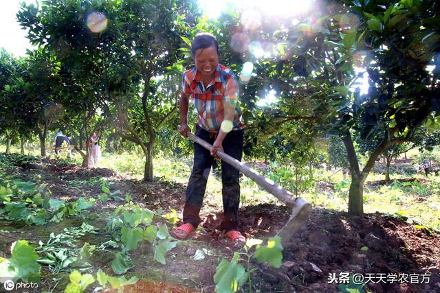 天气变热，柑橘潜叶蛾开始“作妖”，你准备好防治办法了吗？