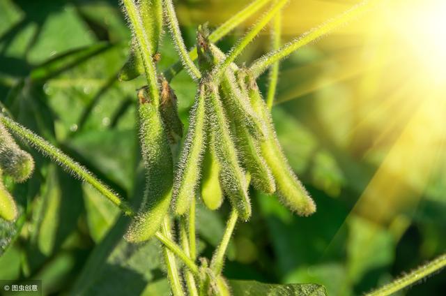 种植大豆过程中，花叶病危害大影响产量，教你如何识别与防治