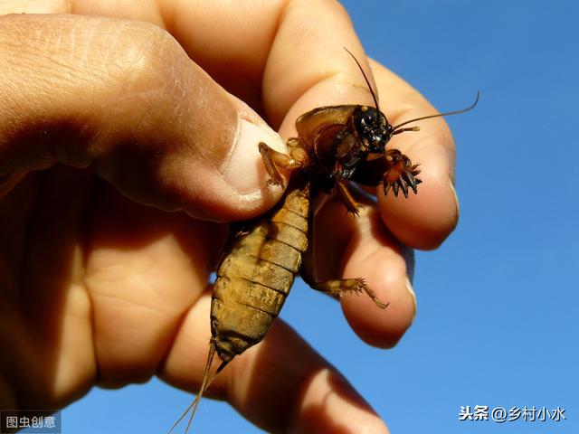 4月是进行蝼蛄虫情调查的好时机，了解生活习性，进行科学的防治3