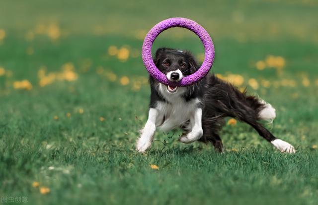 边境牧羊犬训练教程