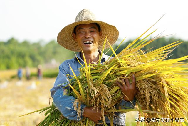 磷酸二氢钾对作物是个宝，学会这几个使用妙招，使用效果会更好12