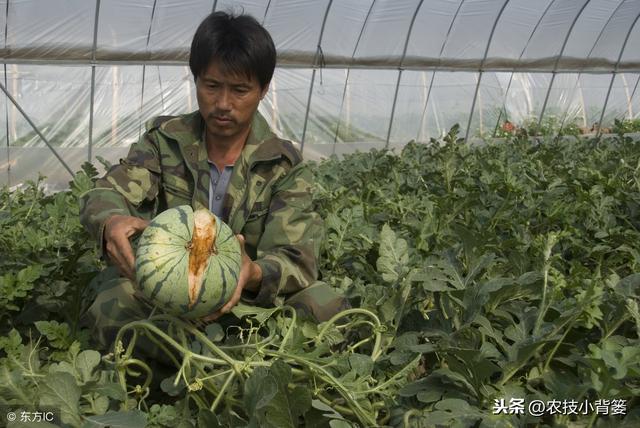 西瓜膨果“笑破肚”，瓜农一季付出打水漂！怎么防治西瓜裂果？4