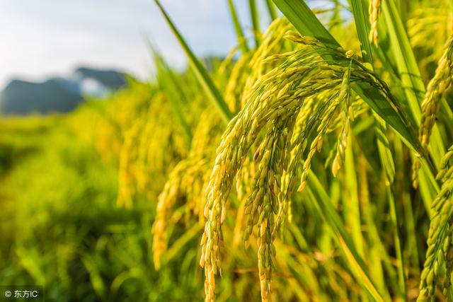 水稻上病虫害防治推荐药剂目录