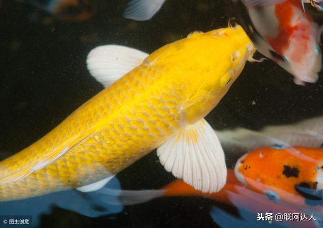 居室 辦公室為什麼要養金魚