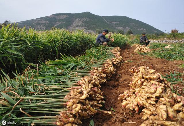 进入七月份以后，大姜开始进行培土，需要注意哪些问题呢5