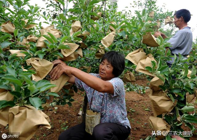 苹果、梨在套袋前，药剂总共喷几遍？一定要记好了！