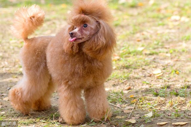 贵宾犬怎么养 贵宾犬怎么养（贵宾犬什么颜色最贵） 动物