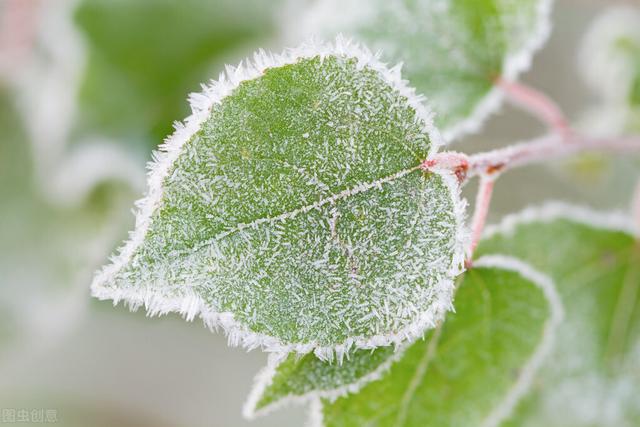 寒潮来临降温10℃，植物如何防冻？有一种激活剂，让植物不怕冻2