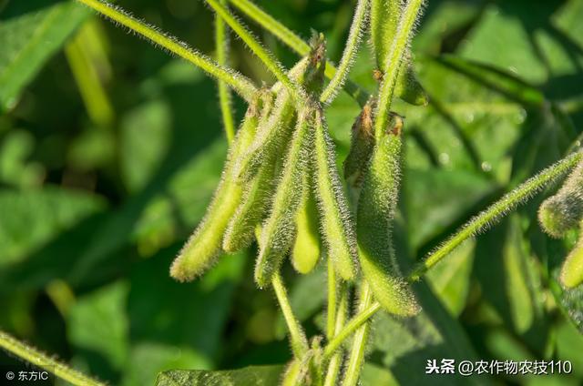 夏大豆怎么种植才能高产？（实用）9