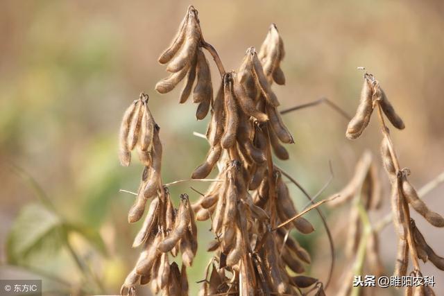 你最想要最好的保花、保果、膨大配方和使用方法，关键是无公害7