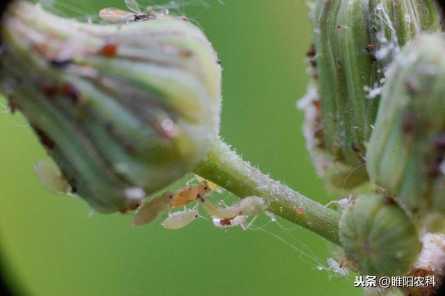 果树蚜虫这样防治，既简单又轻松，持效期可达90天以上