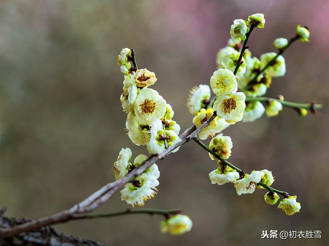 花中君子是什么花