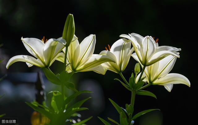 百合花的花语 百合花的花语（关于百合花的花语） 生活