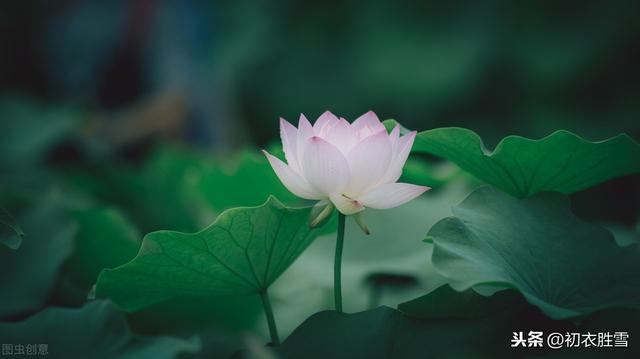 莲花 莲花（莲花图片） 生活