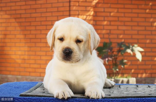 拉布拉多犬介绍 拉布拉多犬介绍（拉布拉多犬介绍一种事物500字） 动物