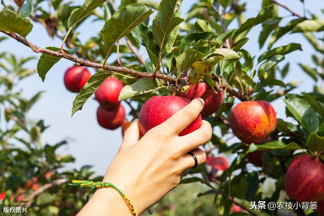 导致苹果产生果锈的原因有哪些？采取哪些方法可以防治果锈难题？14