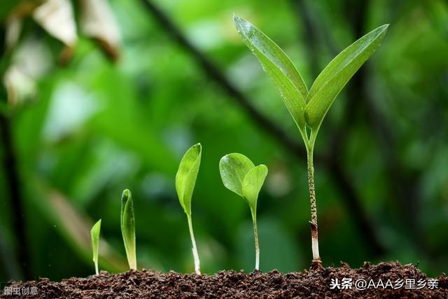 芸苔素与胺鲜酯的区别，以及复配方法4