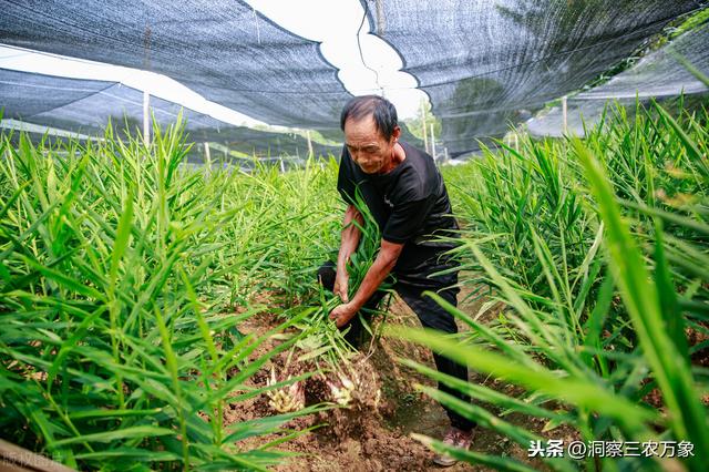 生姜叶子发黄怎么办？分清这4种发黄原因，对症用“药”去除黄叶