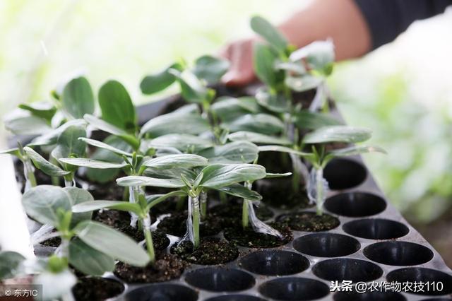 最全西瓜催芽育苗技术！（干货）1