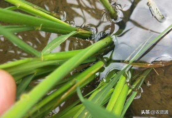 水稻圆秆期开始，每亩花3块钱喷2次这种肥，穗长粒多、结实率高1