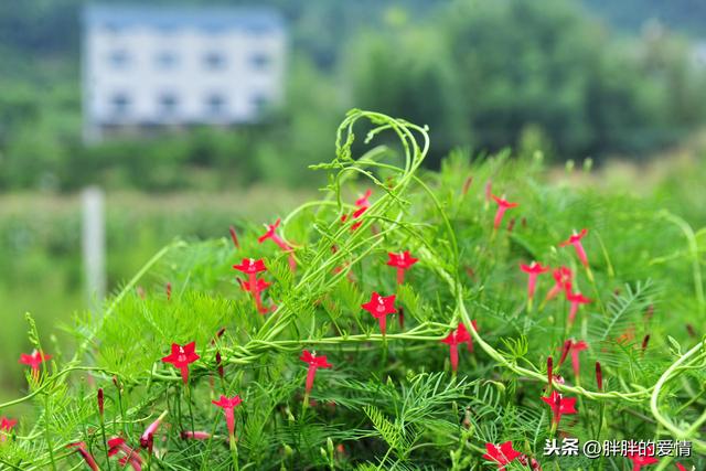 只有淡然，才可宁静芳菲的岁月；唯有随缘，方可释然忧伤的情感